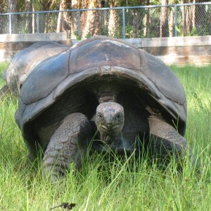 ALDABRA BREEDER