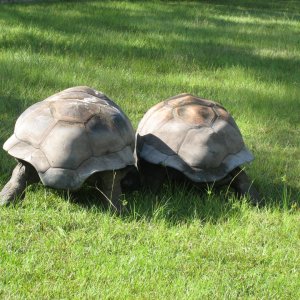 ALDABRA BREEDER