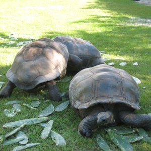 ALDABRA BREEDER