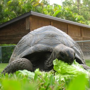 ALDABRA BREEDER