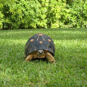 ALDABRA BREEDER