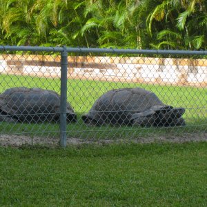 ALDABRA BREEDER