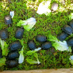 ALDABRA BREEDER