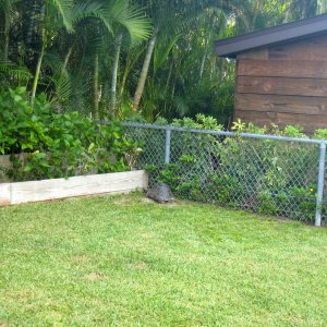 ALDABRA BREEDER