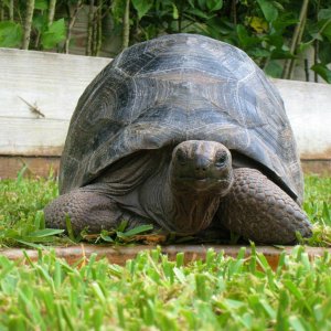 ALDABRA BREEDER