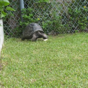ALDABRA BREEDER