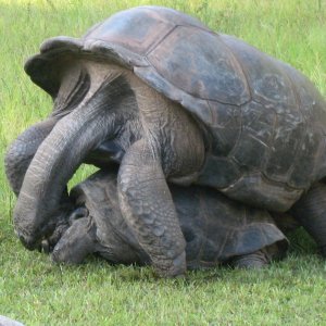 ALDABRA BREEDER