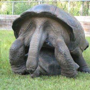 ALDABRA BREEDER