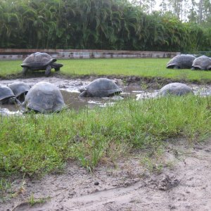 ALDABRA BREEDER