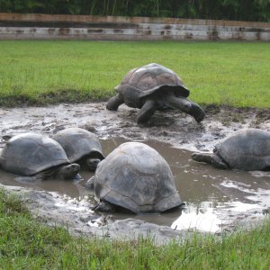 ALDABRA BREEDER