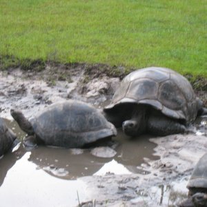 ALDABRA BREEDER