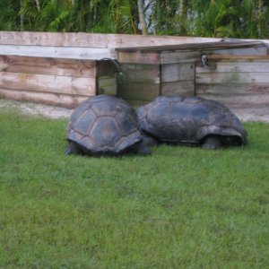ALDABRA BREEDER