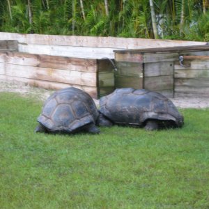 ALDABRA BREEDER