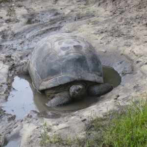 ALDABRA BREEDER
