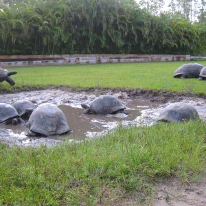 ALDABRA BREEDER