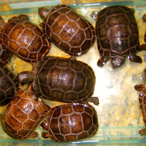 ALDABRA BREEDER