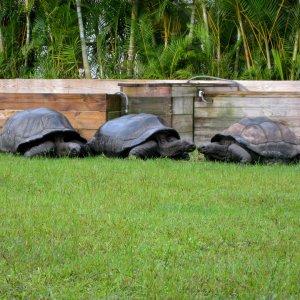 ALDABRA BREEDER