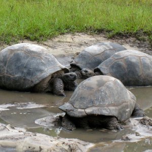 ALDABRA BREEDER