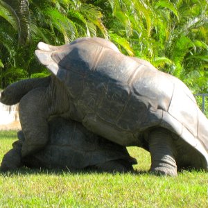 ALDABRA BREEDER