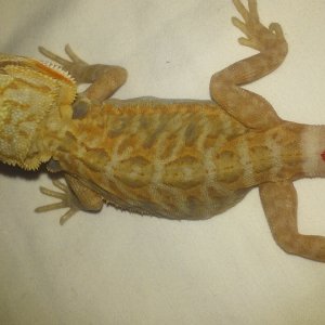 Hypo Partial Trans Leatherback