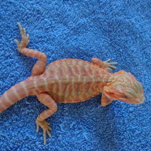 Salmon Hypo Trans Microscale