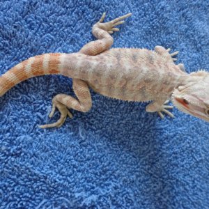 Tangerine Hypo Reduced scale het Trans