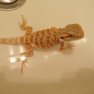 Tangerine