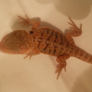 Red Trans het Hypo