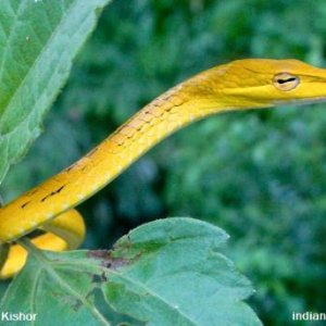 yellow Long nose Asian vine snake