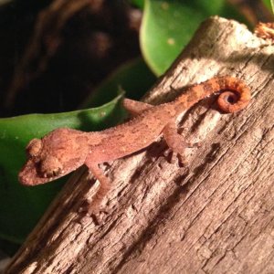 PvazimbaPandroyensis112815
