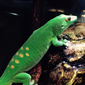 Vivarium and Gecko Needs Great Home!!