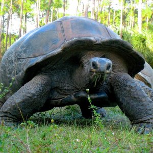 ALDABRA BREEDER