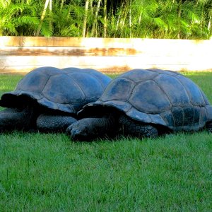 ALDABRA BREEDER