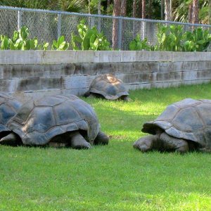 ALDABRA BREEDER