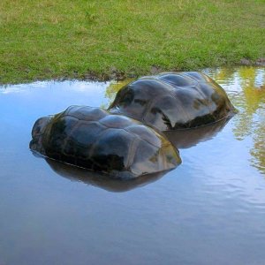 ALDABRA BREEDER