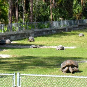 ALDABRA BREEDER