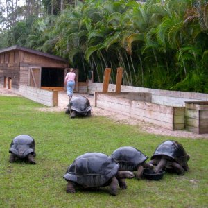 ALDABRA BREEDER