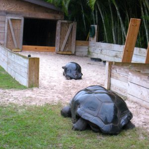 ALDABRA BREEDER