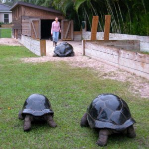 ALDABRA BREEDER