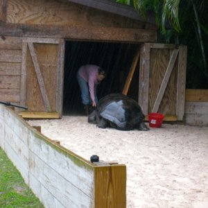 ALDABRA BREEDER