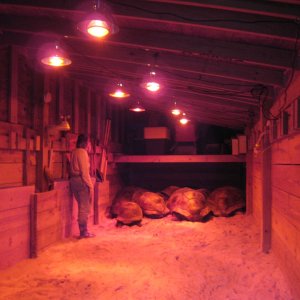 ALDABRA BREEDER