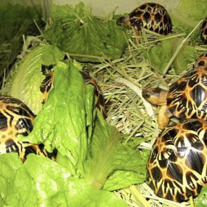 ALDABRA BREEDER