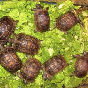 ALDABRA BREEDER