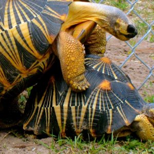 ALDABRA BREEDER