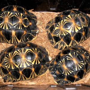 ALDABRA BREEDER