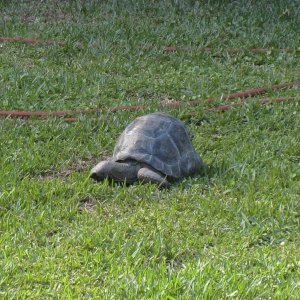 ALDABRA BREEDER