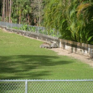 ALDABRA BREEDER