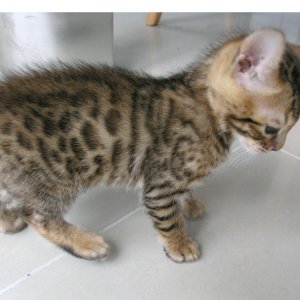 Purebred Bengal Leopard Kittens--Registered