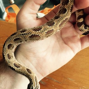 Anaconda Morph Hognose Pair