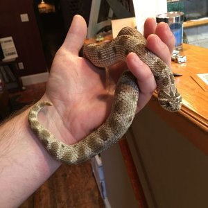 Anaconda Morph Hognose Pair